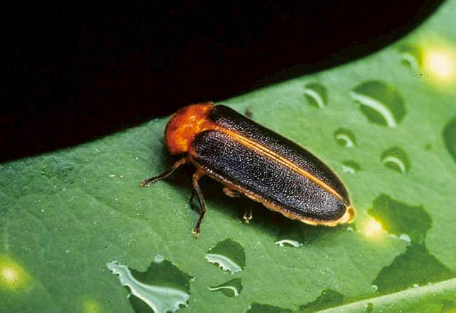 柚園生態休閒農場(圖/屏東縣政府農業處)