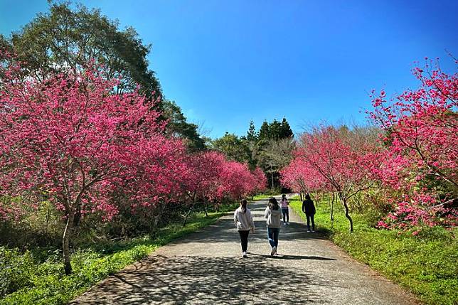 賞櫻新祕境／暨南大學櫻花季粉紅風暴來襲