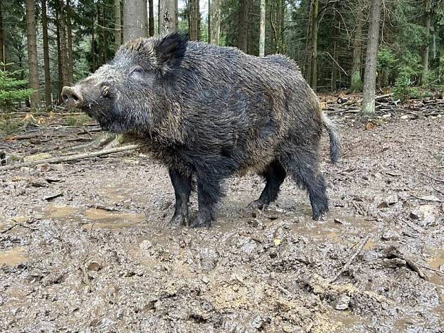 德國巴伐利亞邦一座動物園將園內一頭俄羅斯純種野豬「普丁」改名。   圖：翻攝臉書
