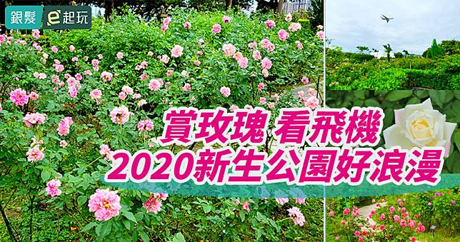 2020臺北玫瑰園被花香包圍,各色玫瑰悄悄盛開！(交通/廁所)