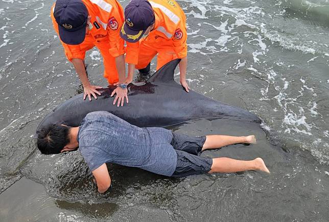一隻瓶鼻海豚十九日擱淺台南七股海域沙灘。（成大海洋生物暨鯨豚研究中心提供）