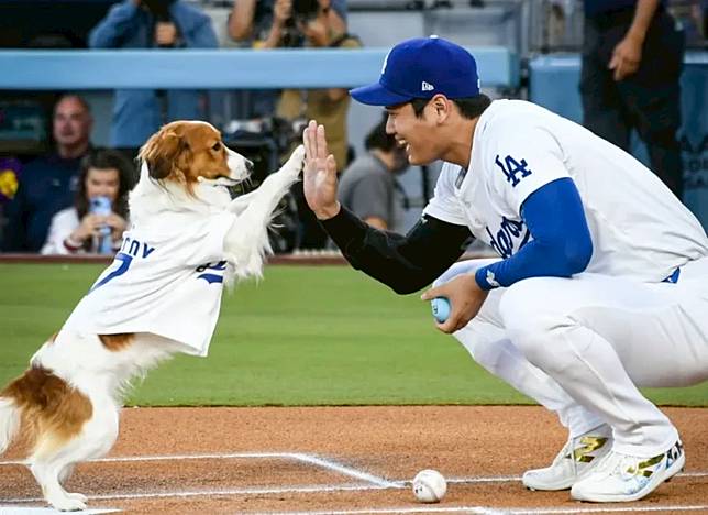 MLB／大谷翔平愛犬「Decoy」最萌開球！直奔本壘擊掌超可愛！（圖／道奇X）