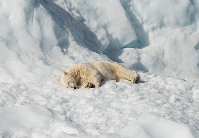 科學家指出，北極熊恐在80年內面臨消失的命運。（圖片來源／Unsplash）
