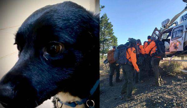 男子飼養的黑狗救了他。截自 Facebook@Nevada County Sheriff's Search & Rescue