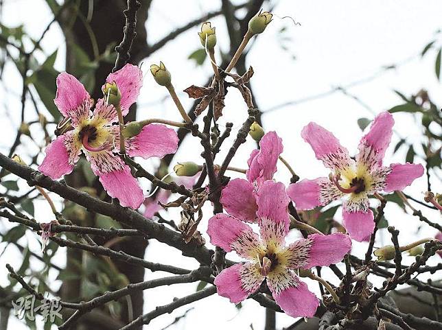 逐漸開花——今年動植物公園的絲木棉已逐漸開花，雖然經歷超強颱風「山竹」吹襲後不少花芽被折斷，但開得疏落也不減絲木棉的美。（李紹昌攝）