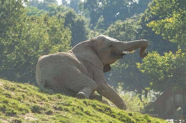 英國豪列茲野生動物公園要將園中13頭非洲草原象送回肯亞野化。（截自豪列茲野生動物公園官網）