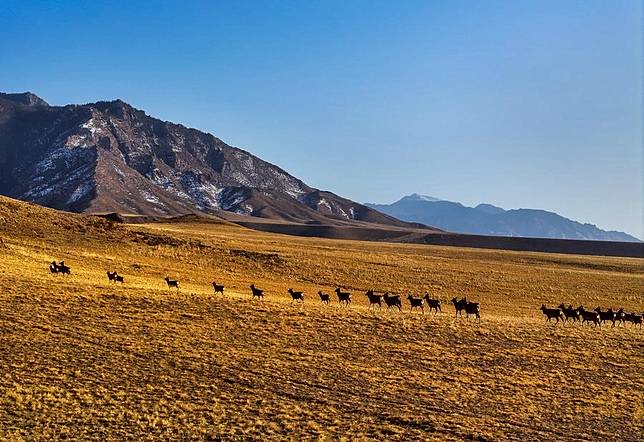 An aerial drone photo taken on March 19, 2025 shows red deer in Helan Mountain National Nature Reserve in Alxa Left Banner, north China's Inner Mongolia Autonomous Region. (Xinhua/Lian Zhen)