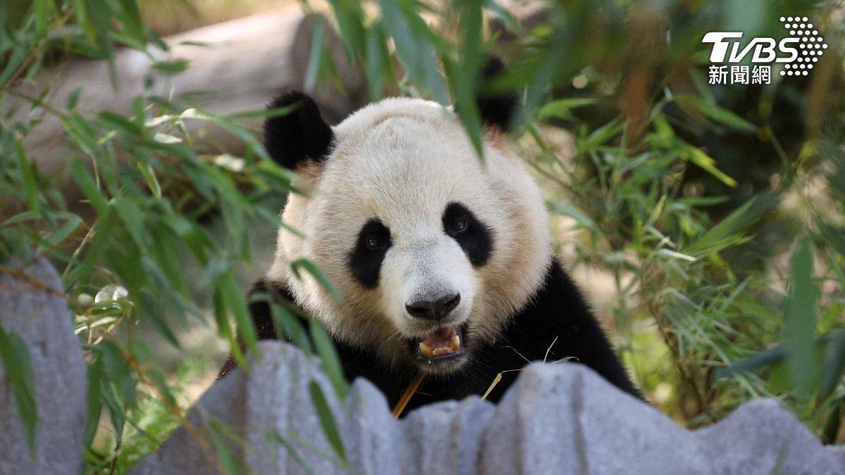 中美貓熊外交重啟「雲川」和「鑫寶」正式亮相| TVBS | LINE TODAY