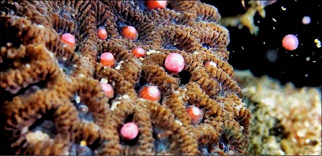 墾丁菊珊瑚產卵，展現迷人粉紅色。(蔡永春提供，記者蔡宗憲翻攝)