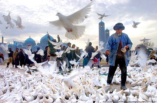 AFMAZAR 01-For the attention of foreign pix-A man fed the doves of the shrine of Azrat Ali in the city of Mazar-i Sharif where the spirit of Ali, the son of the prophet Mohammad is kept. Twenty pairs of doves were orignally brought to the shrine in the sixteenth century by Sultan Hussein Byeqra from Nejev, in modern day Iraq, where Ali is buried. The doves, known locally as Azrat's army, and as symbols of peace are according to the current mullah of the mosque, the first to leave when fighting breaks out, a frequent occurence, and the last to return. Photo by James Hill/6 December 2001.