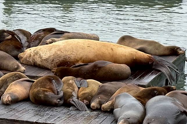 2026年4月30日，超巨的北海獅「阿肥」和夥伴們在舊金山39號碼頭休息。美聯社