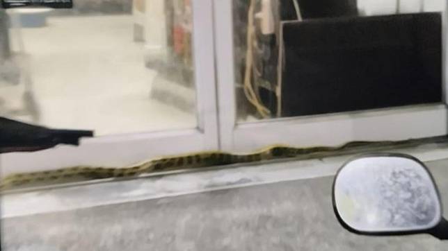 高雄楠梓區居民貼出自家玻璃門有蛇在爬。（圖／翻攝我是楠梓人）