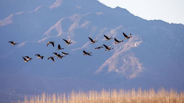 This photo taken on Nov. 18, 2024 shows migratory birds at the Miyun Reservoir in Beijing, capital of China. (Photo by Song Huiqiang/Xinhua)