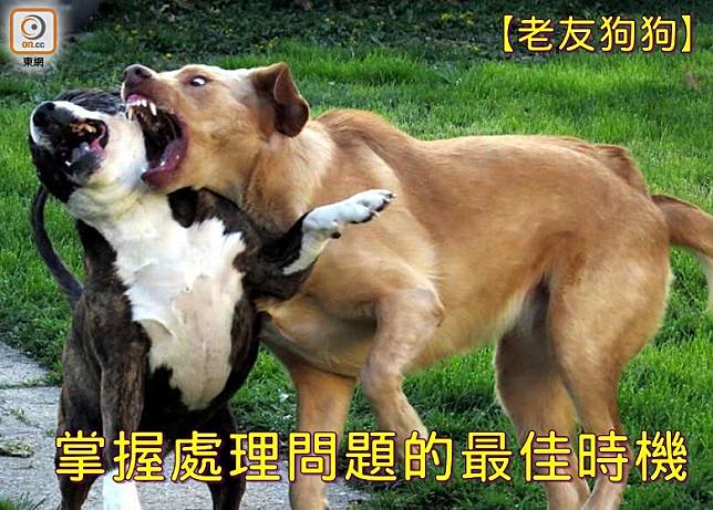 狗狗不會平白無故胡亂攻擊，不少咬人事件往往是狗家長逼出來的。(設計圖片)