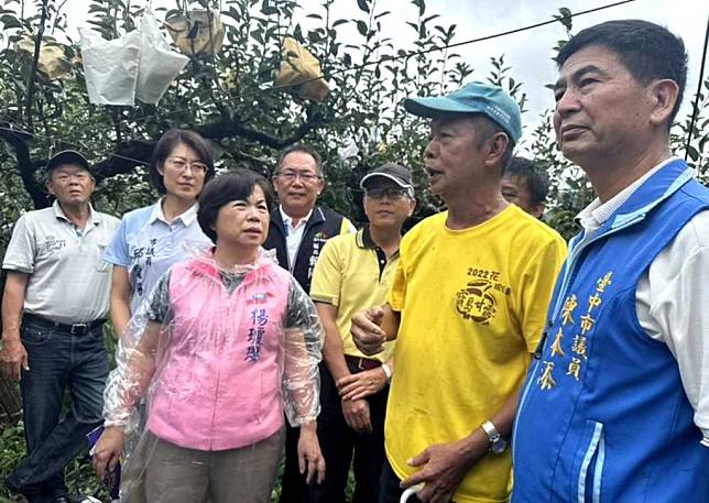 颱風造成后里地區高接梨農損嚴重，立委楊瓊瓔前往現勘。（記者陳金龍攝）