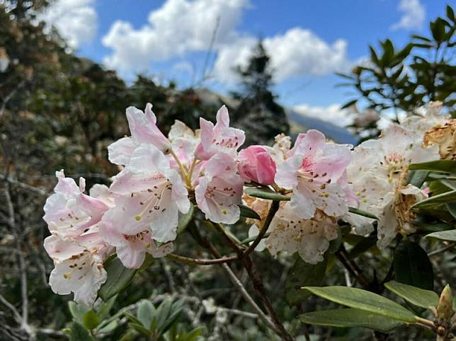 今年的花季即將於4月13日登場，合歡山擁有台灣高海拔特有種杜鵑。 圖：翻攝自公路局公路人臉書
