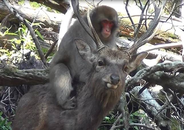 2018年的一篇研究中，研究人員在大阪箕面國定公園觀察到雌猴在雄鹿被上進行性行為。 Photo: Noëlle Gunst