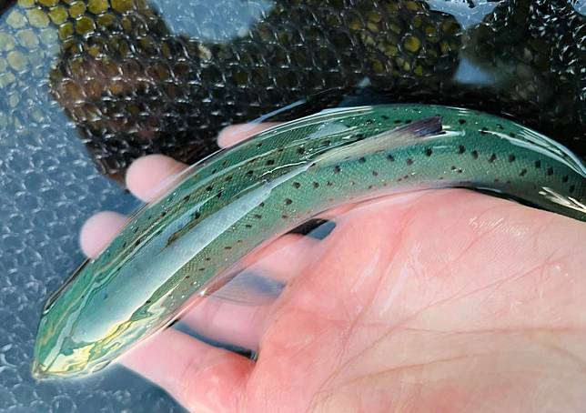 這隻石川鮭魚身軀晶瑩剔透，散發出翡翠的綠光。（翻攝推特@fred_fishing16）