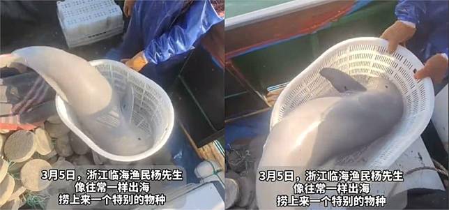 一位中國漁夫意外捕獲「銀白海獸」，並表示當地漁民都稱此種生物為「海豬」。（圖／翻攝自微博@連鋒醫生）