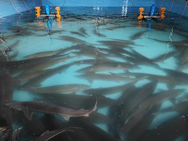 This photo taken on Feb. 20, 2024 shows a local sturgeon breeding base built by Sichuan Runzhao Fishery Co., Ltd. in Tianquan County of Ya'an City, southwest China's Sichuan Province. (Xinhua/Li Like)