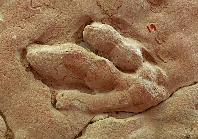 This undated photo provided by Xing Lida, an associate professor at the China University of Geosciences Beijing, shows a fossilized footprint found in Wulan Town of Jingyuan County, northwest China's Gansu Province. (Xinhua)