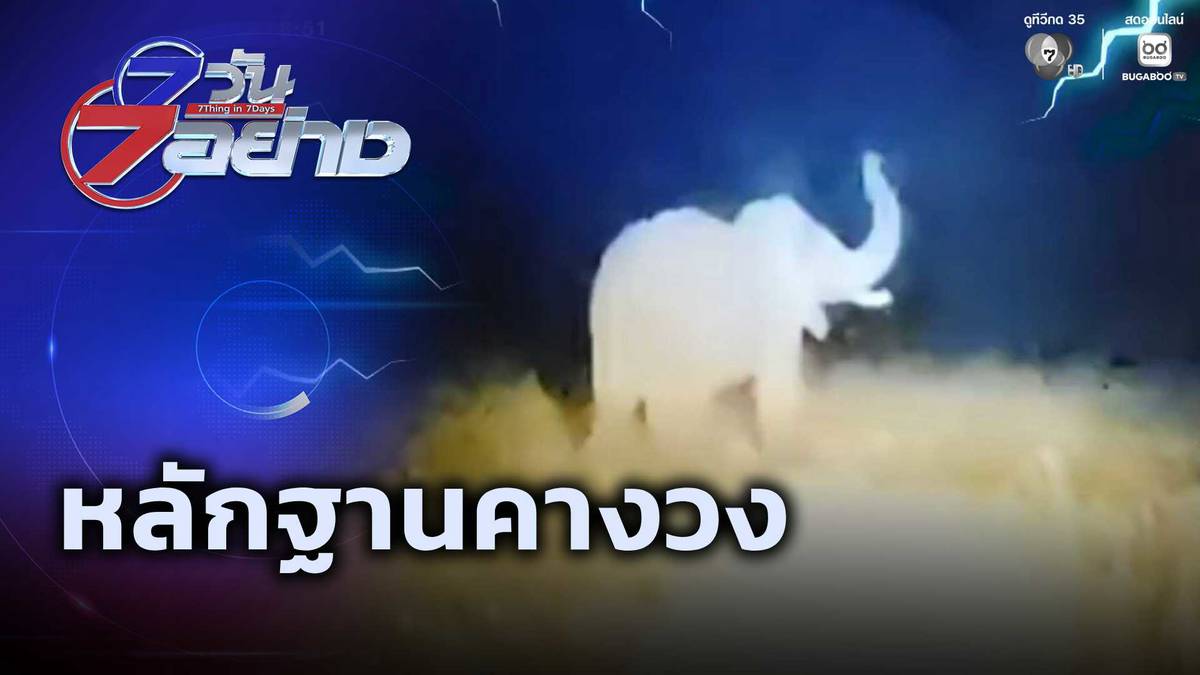 ศึกชิงข้าวโพด หัวขโมยถล่มไร่ชาวบ้านหลักฐานคางวง | 7 วัน 7 อย่าง | Ch7HD ...