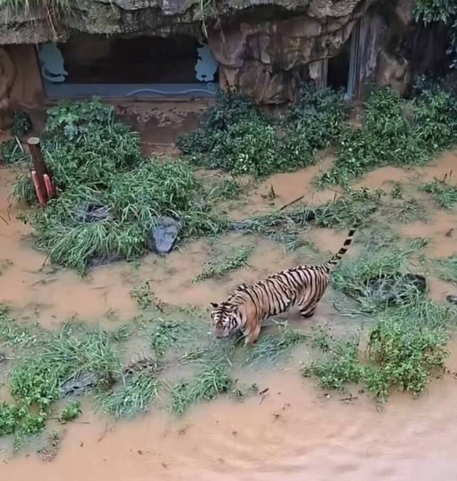 新竹市區今天因強降雨到處淹水，連動物園內的老虎也幾泡在水裡，棲地也慘不忍睹。(讀者提供)