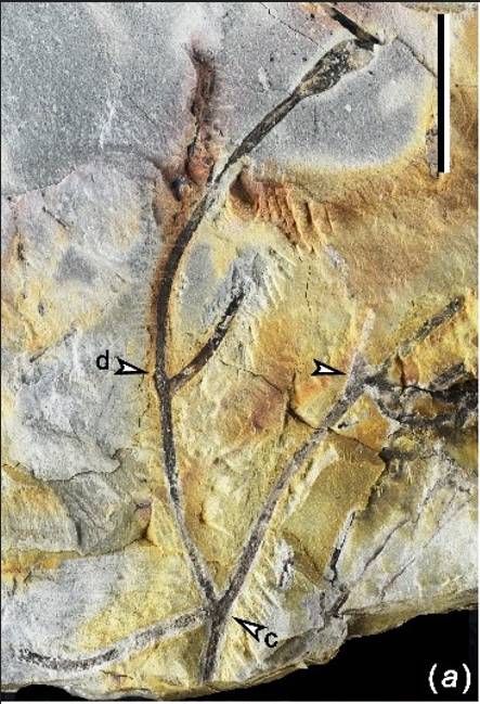 This image provided by the Nanjing Institute of Geology and Palaeontology, Chinese Academy of Sciences, shows the fossil of a Zosterophyllum plant. (Xinhua)