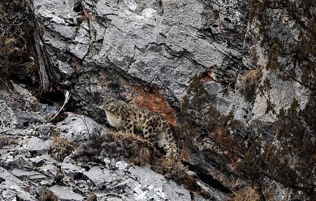 A snow leopard is pictured in a canyon in Zadoi County of Yushu Tibetan Autonomous Prefecture, northwest China's Qinghai Province, Feb. 21, 2023. (Xinhua/Fei Maohua)