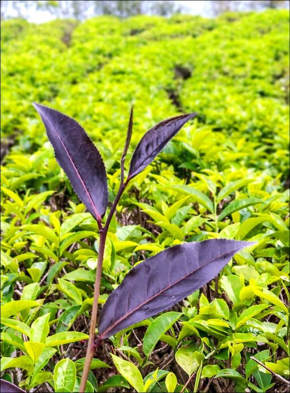 台茶25號的茶芽為紫紅色，葉片呈現半直立狀態，適合機械採收。(茶改場提供)