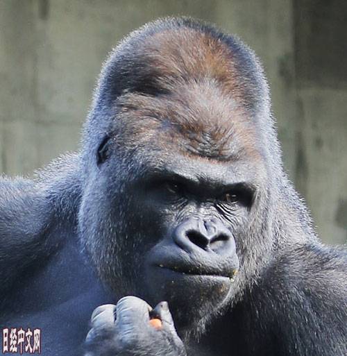 日本名古屋動物園選出「史上最帥大猩猩」的沙巴尼