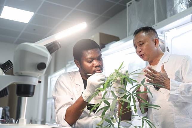 Chinese researcher Chen Qing &reg; helps a Nigerian student perform an experiment on cassava pest control at the Sanya Research Institute of Chinese Academy of Tropical Agricultural Sciences in Sanya, south China's Hainan Province, July 17, 2024. (Xinhua/Zhang Liyun)