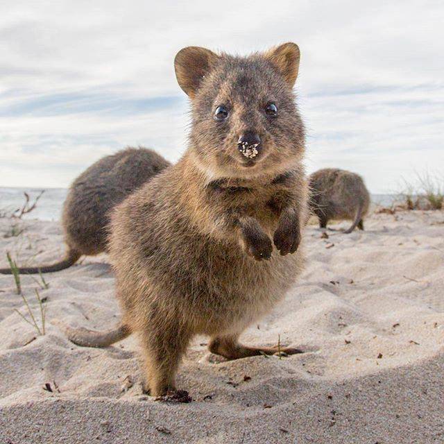 老鼠在全世界的文化中展現不同面貌，對有些人來說，甚至具備神聖地位，也因此產生了和老鼠相關的各種景點。   圖：翻攝自Rottnest Island,Western Australia臉書