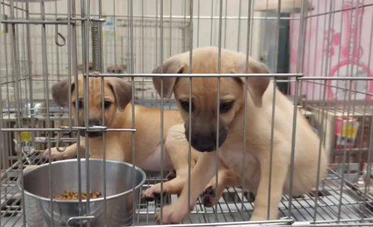 板橋動物之家九隻可愛小黃犬等待民眾認養。新北動保處提供
