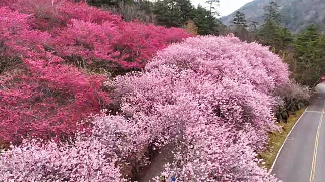 武陵農場櫻花大綻放，從高處俯瞰，山林間粉紅一片，吸引遊客上山賞花，不少人欣賞到難得美景。（記者陳金龍攝）