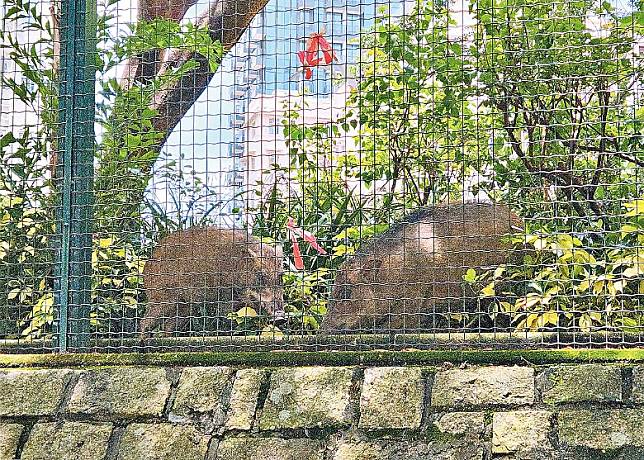 野豬經常進入民居或市區。