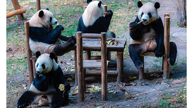 中國重慶動物園被暱稱為「四喜丸子」的4隻大貓熊，上週大啖園方準備的中秋大餐，模樣可愛。美聯社