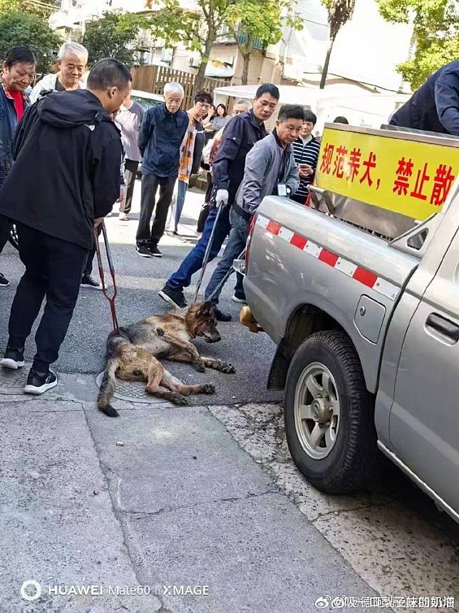 有年老體衰的大型犬硬被捉走。翻攝微博