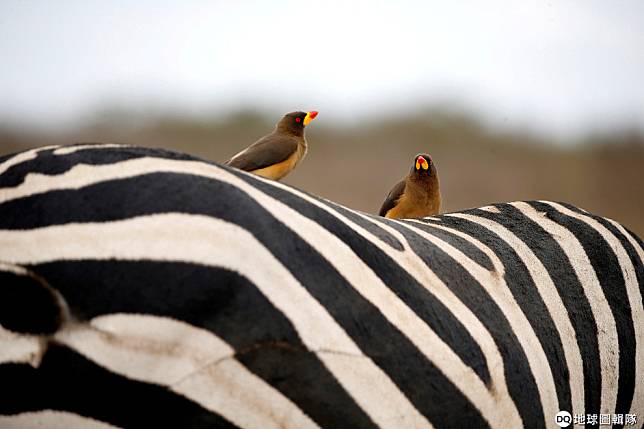 圖為 2018年11月，在肯亞奈洛比國家公園裡，兩隻小鳥騎在斑馬的馬背上。 路透社/達志影像