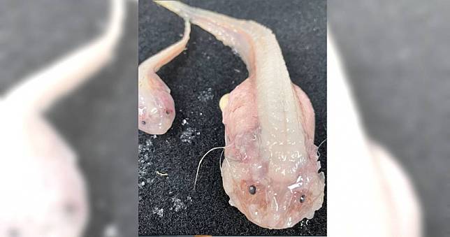 日本「伊豆小笠原海溝」拍到「史上最深海怪魚」　科學家：接近魚類生存極限