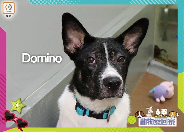 Domino年紀雖小，但已是個親人乖巧的孩子。（愛協提供）