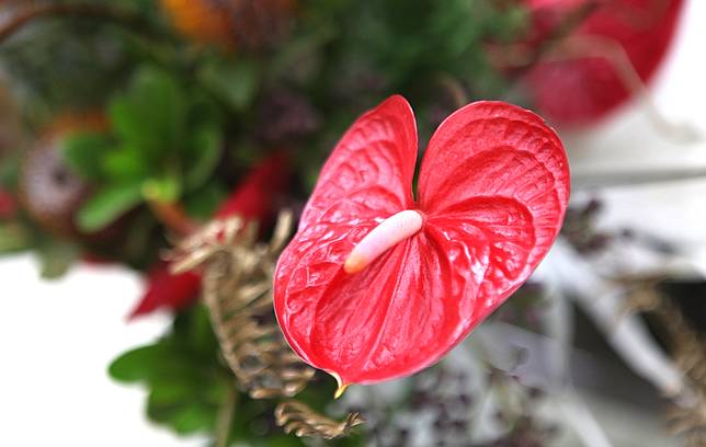 台灣火鶴外銷全球，高雄場育種獨有火鶴，紅鈴、紅星銷日本，蒙娜麗莎讓花藝師驚艷