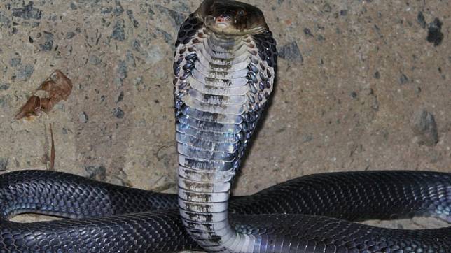 眼鏡蛇是台灣常見的毒蛇種類之一。(圖／翻攝自維基百科)