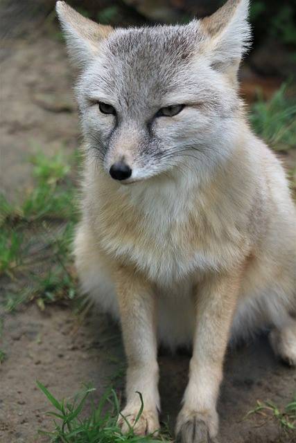 該隻北極狐目前已被送往當地的野生動物醫院接受照顧(示意圖/Pixabay)