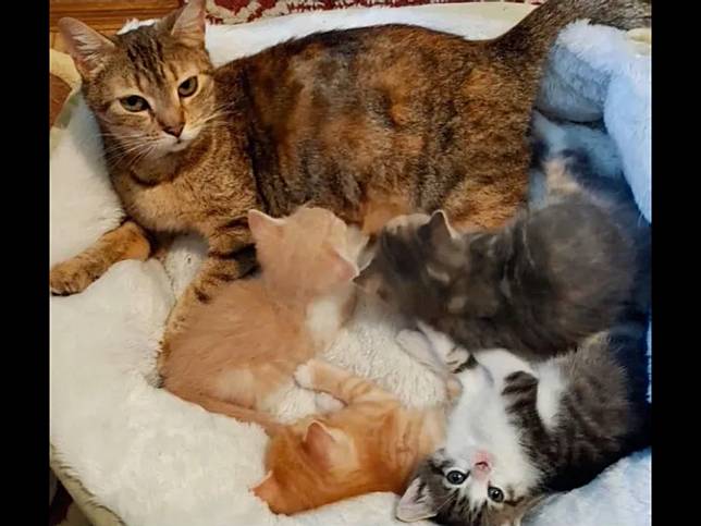 母貓遭動物咬傷救援　竟幸運和失散奶貓在收容所溫暖重逢！