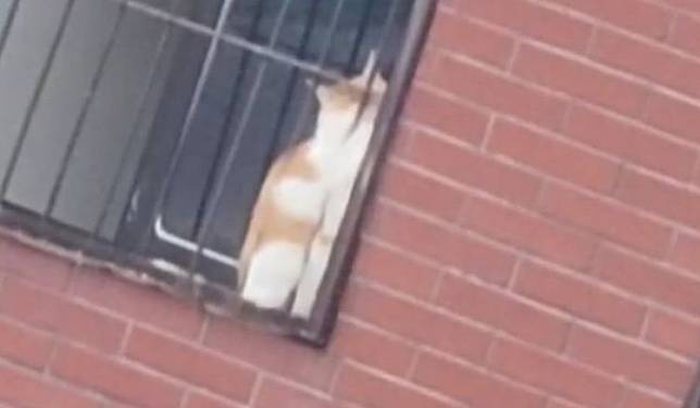 橘貓趴在8樓窗戶邊。翻攝畫面