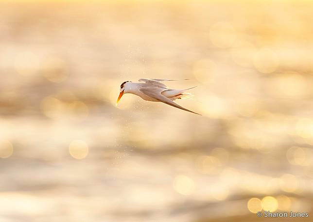 Fairy Tern Spin by Sharon Jones ／ AGNPOTY