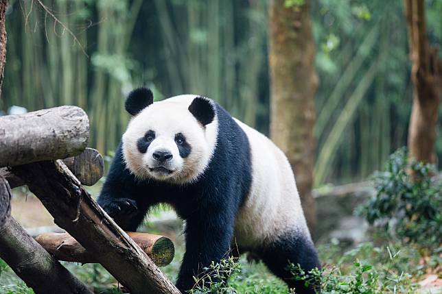 大熊貓｜海洋公園辦大熊貓繪畫比賽　獎品包括全年會籍