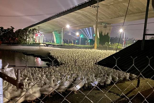 屏東養鴨農控訴，「潮人音樂祭」射出高空遠燈，導致許多鴨子受驚踩踏死傷慘重。翻攝臉書社團「屏東縣潮州鎮」