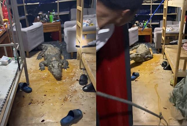 人工鱷魚養殖場的工人返回宿舍，經見重達百斤的暹羅鱷溜進宿舍亂竄，滿地骨頭渣讓人頭皮發麻。（翻攝抖音＠太懂鱷水產直播間）